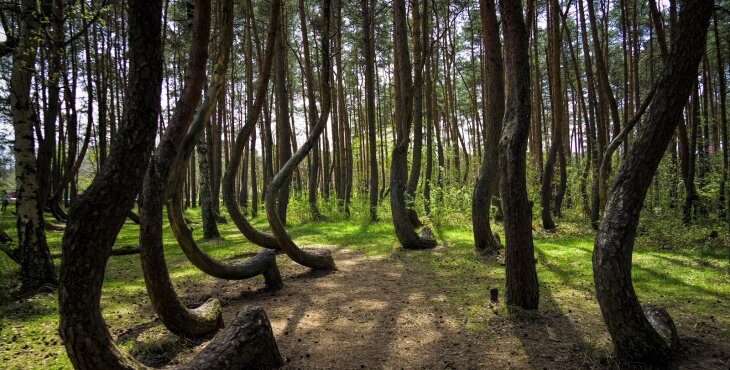 Crooked Forest