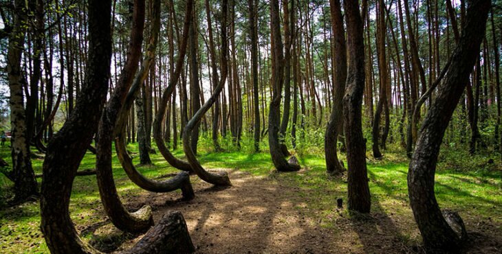 Crooked Forest