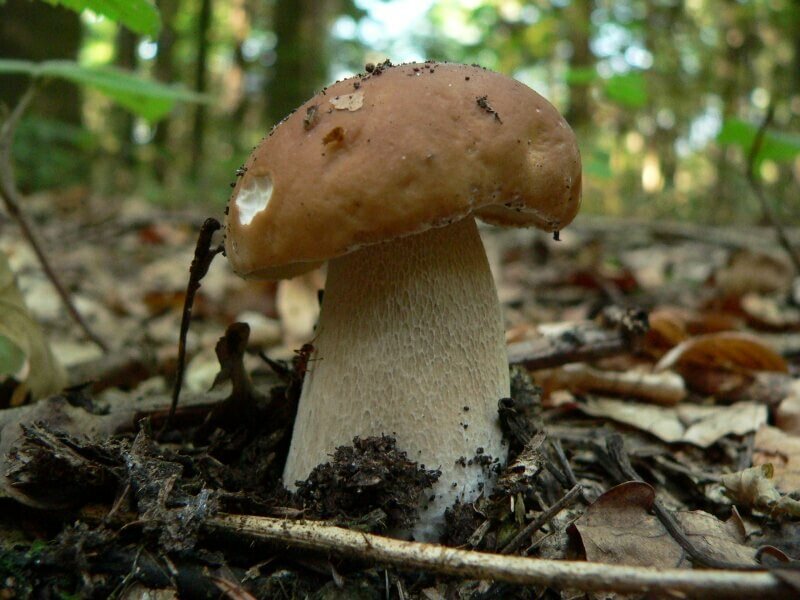 Polish mushroom